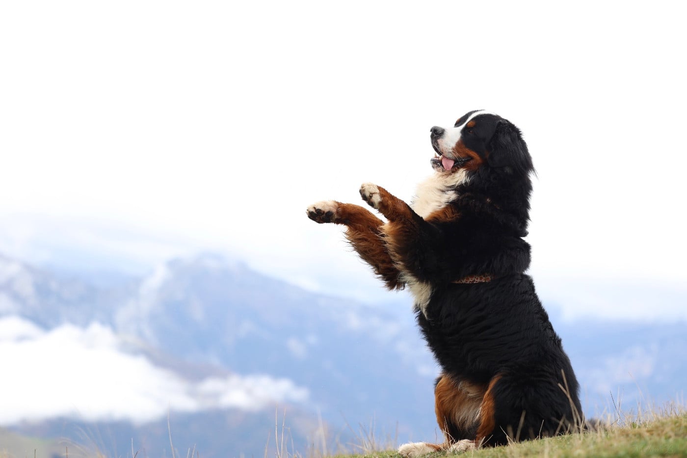 Publication : Mélina BIGOT Auteur : Mélina B.