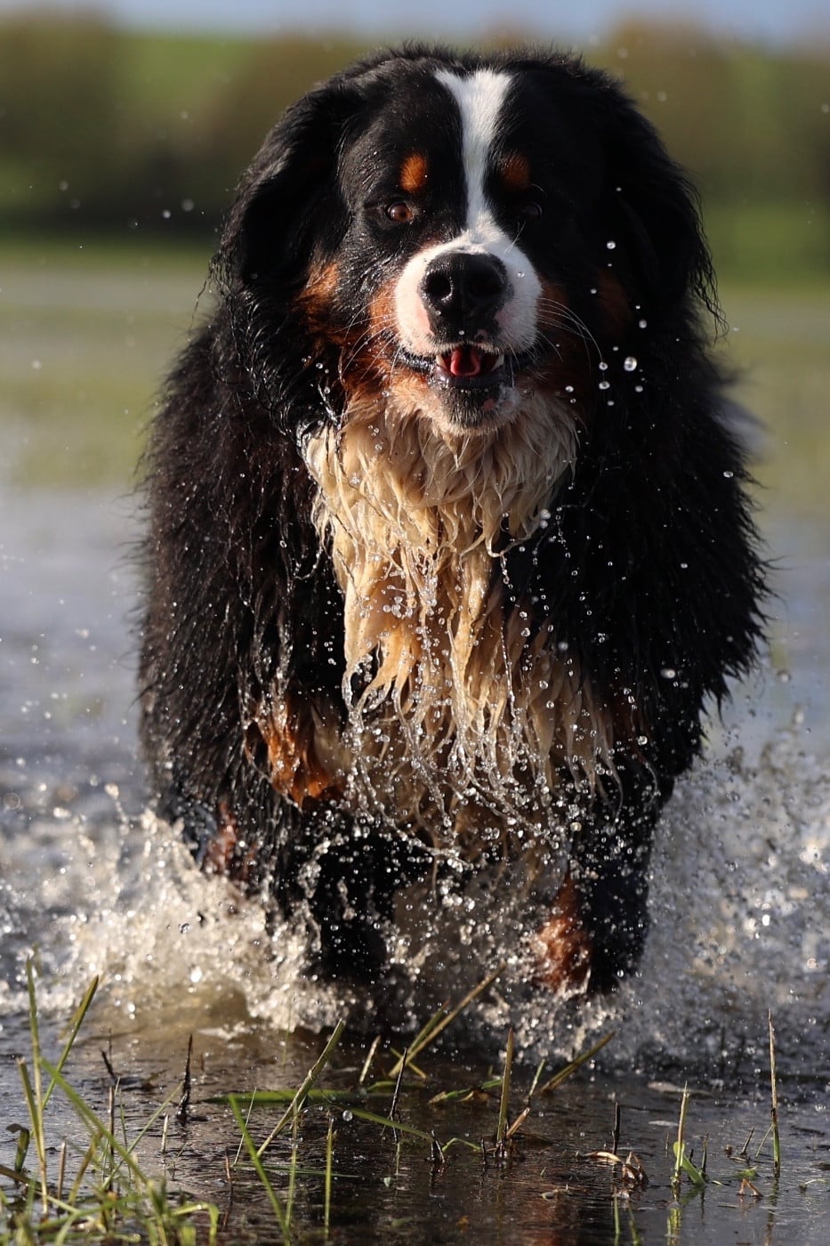 Publication : Mélina BIGOT Auteur : Mélina B.