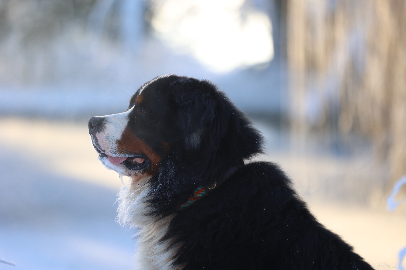 Publication : Mélina BIGOT Auteur : Mélina B.