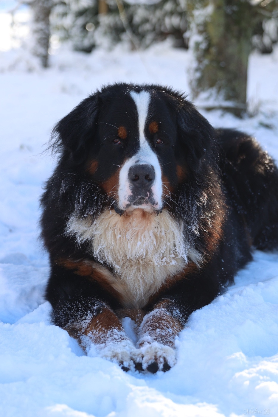 Publication : Mélina BIGOT Auteur : Mélina B.