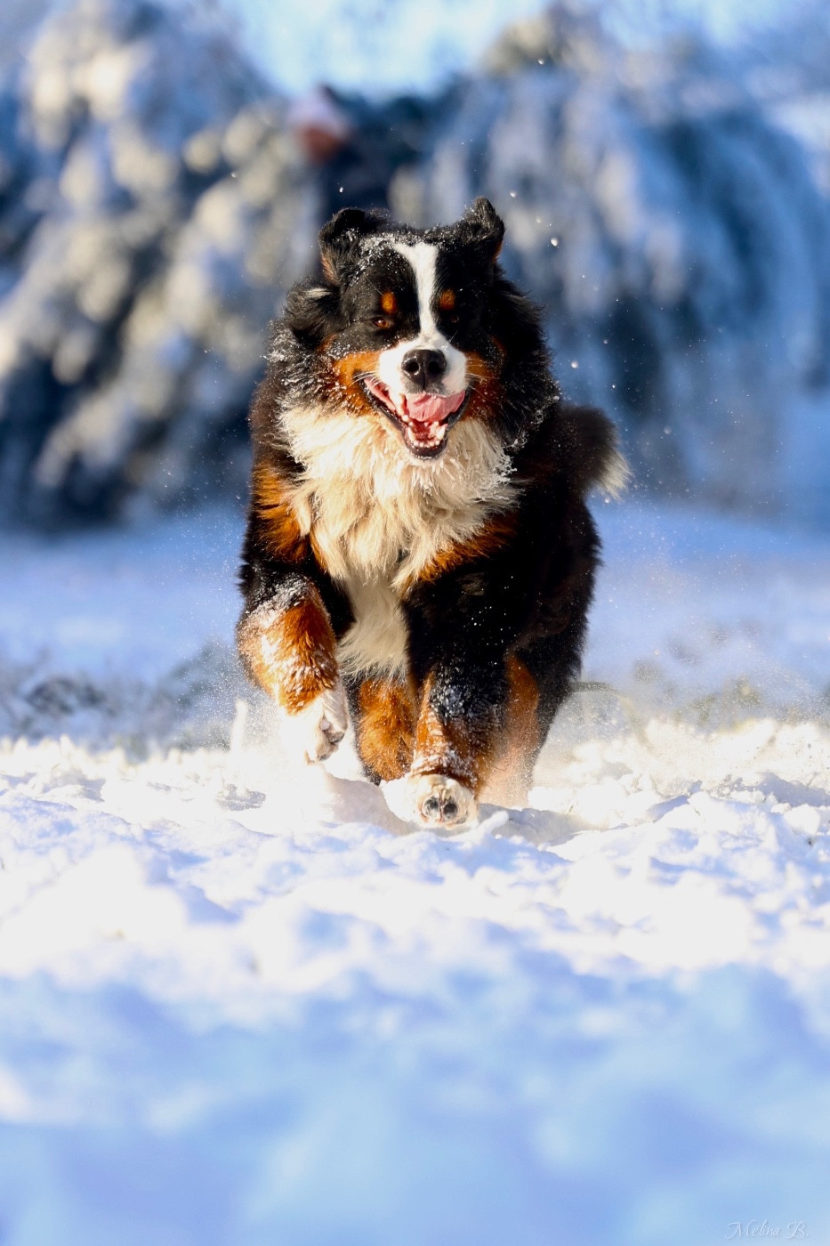 Publication : Mélina BIGOT Auteur : Mélina B.