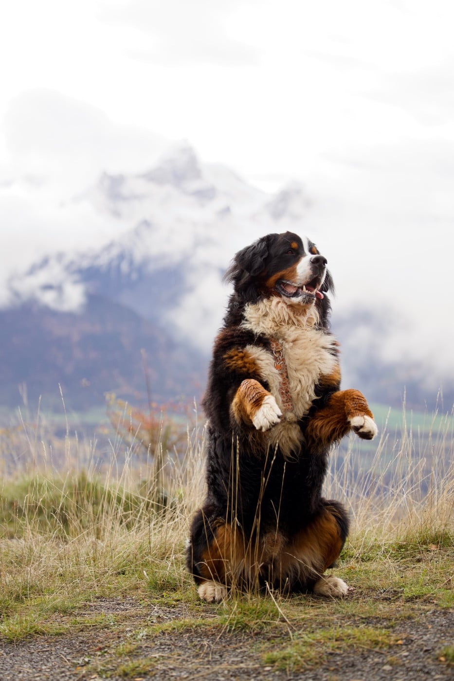 Publication : Mélina BIGOT Auteur : Mélina B.