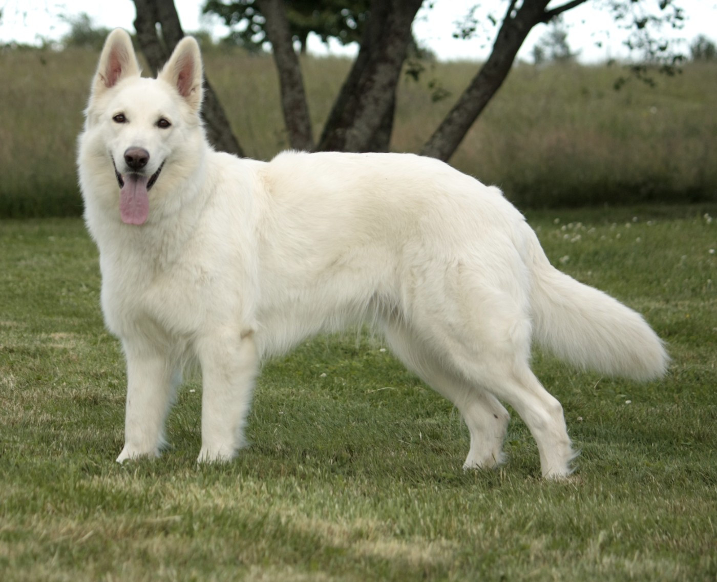 TiDoom Djebelle (Sans Affixe)