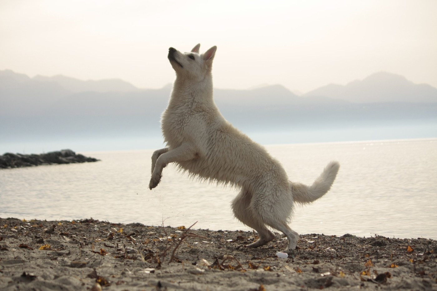 TiDoom Djebelle (Sans Affixe)