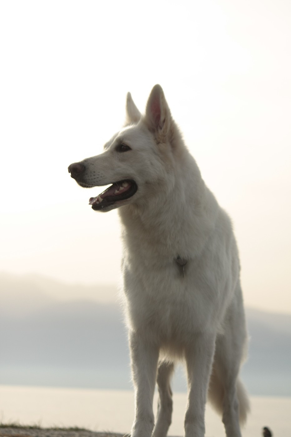 TiDoom Djebelle (Sans Affixe)