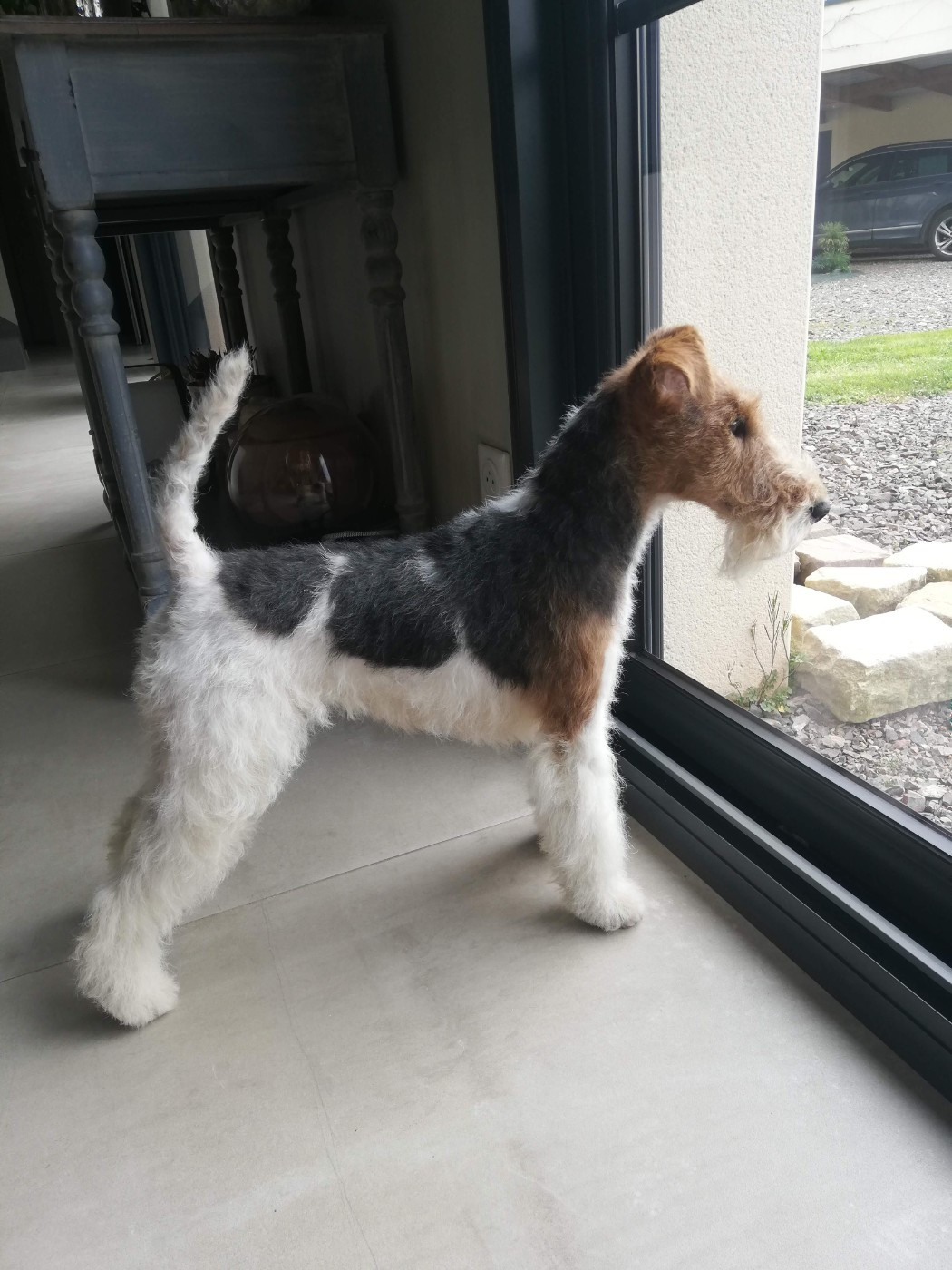 Pupille De la rose magique