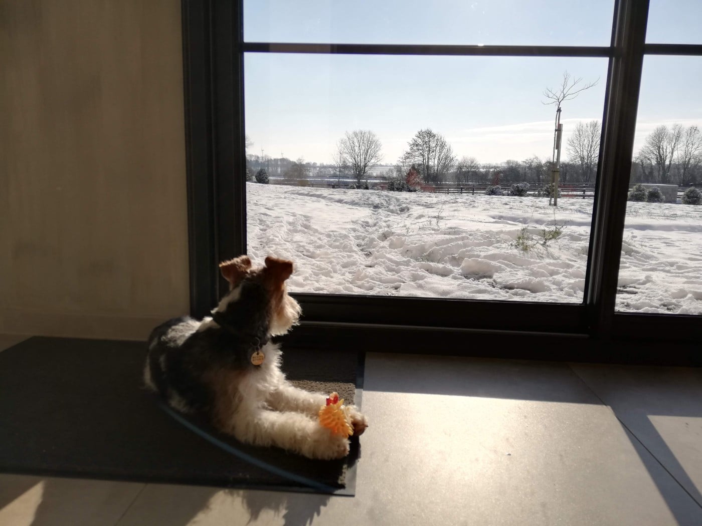 Pupille De la rose magique