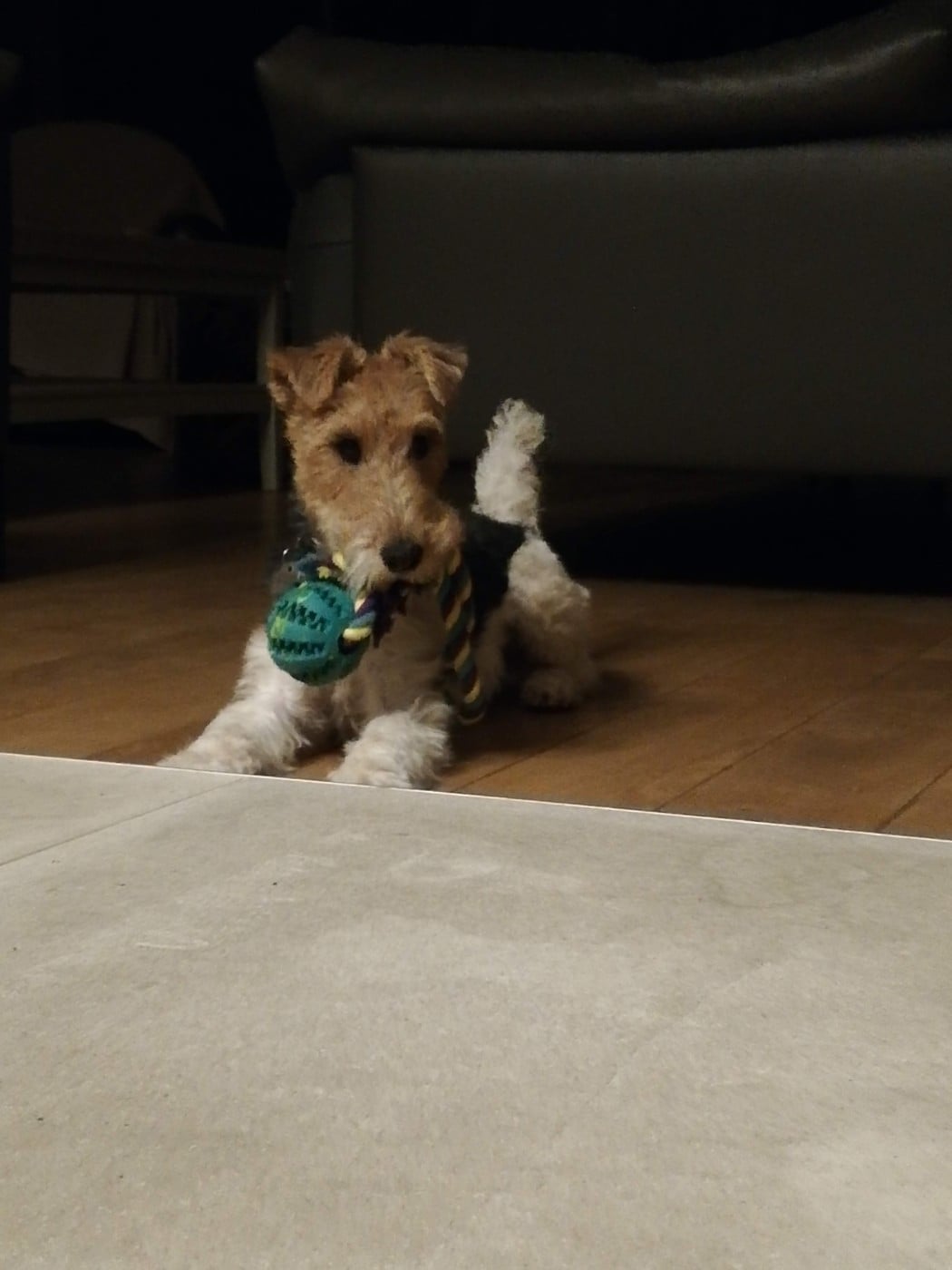 Pupille De la rose magique