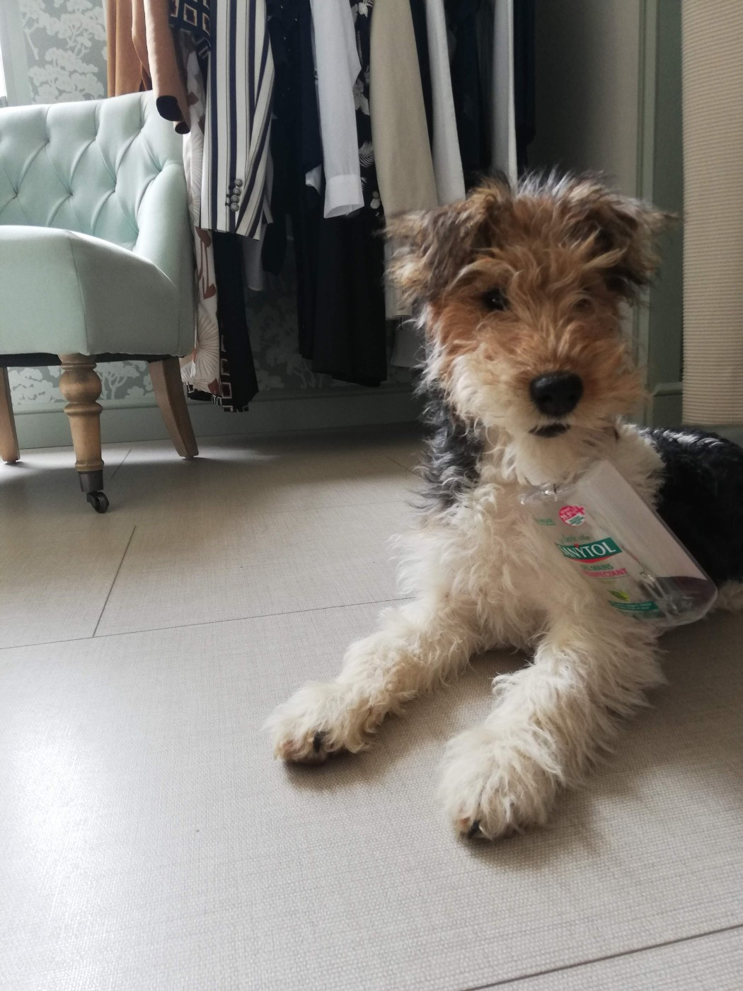 Pupille De la rose magique