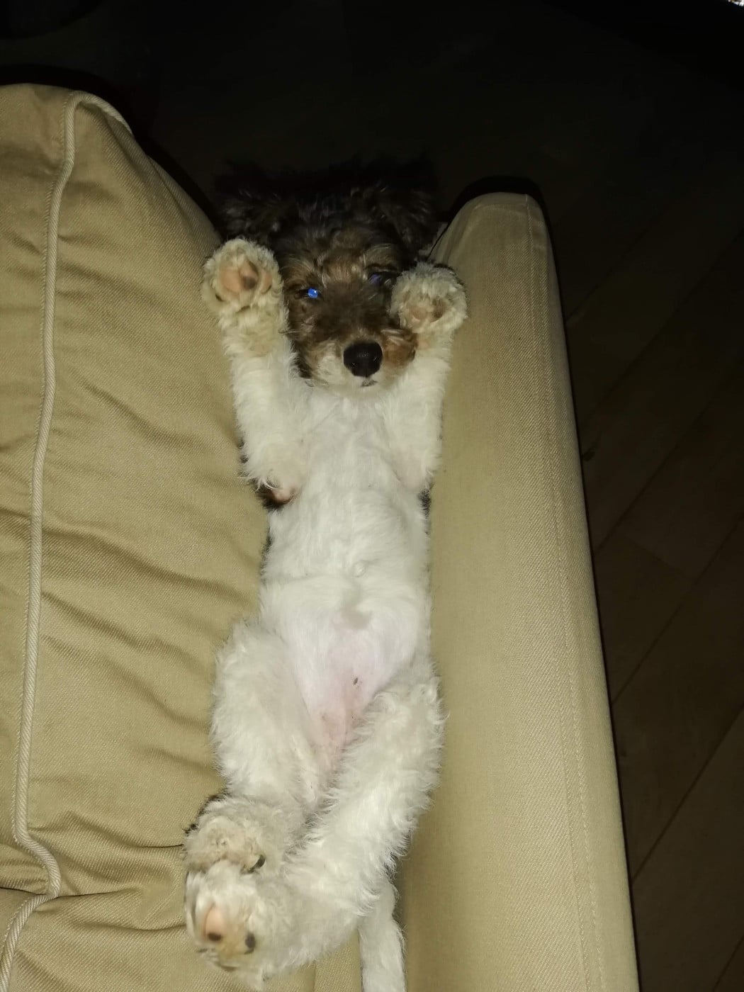 Pupille De la rose magique