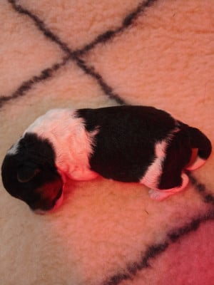 Les chiots de Fox Terrier Poil Dur