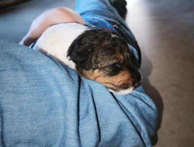 Les chiots de Fox Terrier Poil Dur