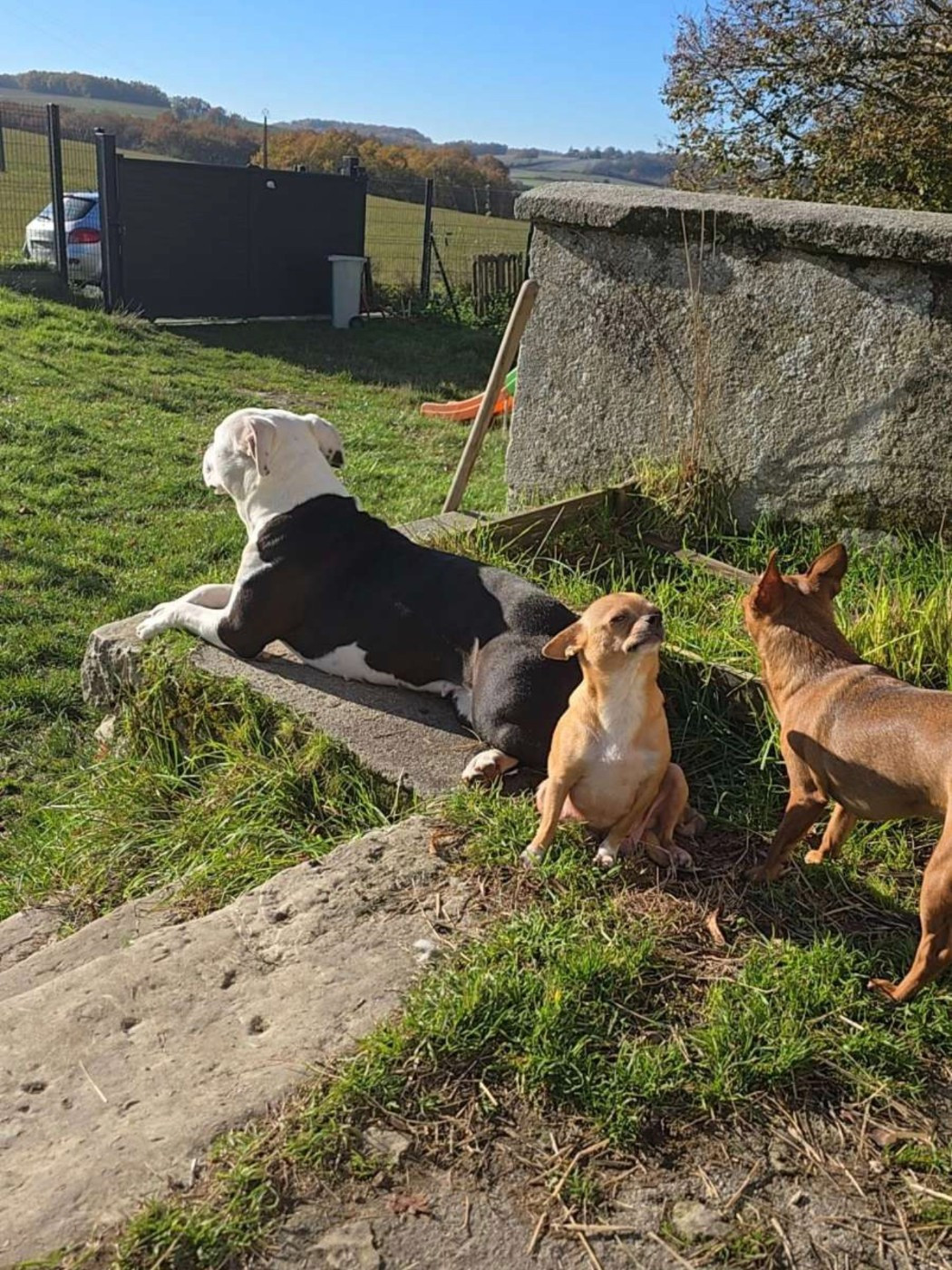 terrier’s paradise Uanna