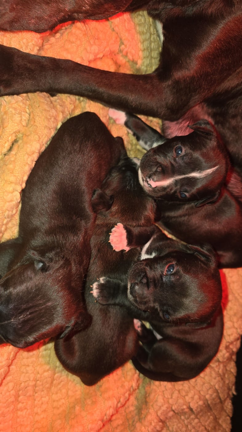 American Staffordshire Terrier - (Sans Affixe)