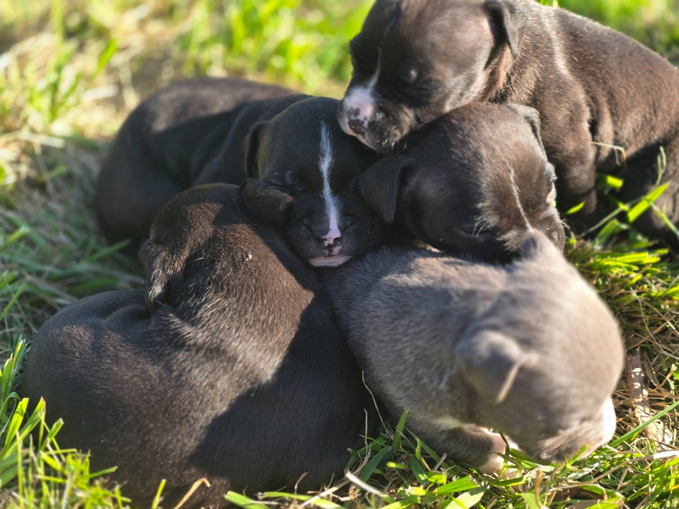 American Staffordshire Terrier - (Sans Affixe)