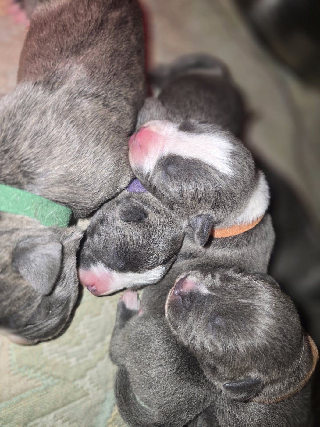 American Staffordshire Terrier - du Royaume de Tchikos