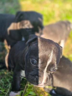 Les chiots de American Staffordshire Terrier
