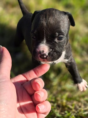 Les chiots de American Staffordshire Terrier