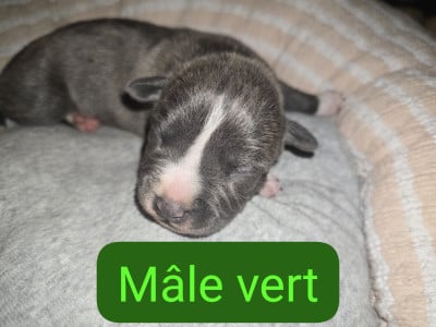Les chiots de American Staffordshire Terrier
