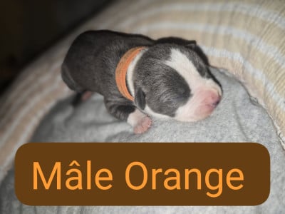 Les chiots de American Staffordshire Terrier
