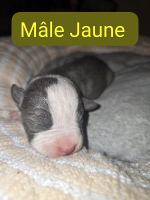 Les chiots de American Staffordshire Terrier