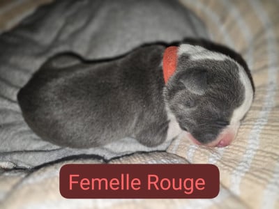 Les chiots de American Staffordshire Terrier