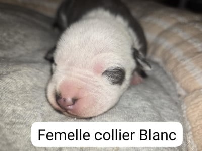 Les chiots de American Staffordshire Terrier
