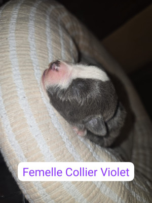 Les chiots de American Staffordshire Terrier