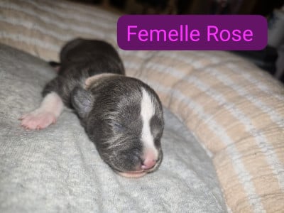 Les chiots de American Staffordshire Terrier