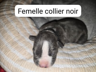 Les chiots de American Staffordshire Terrier