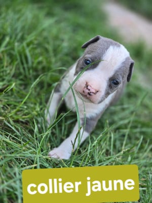 Les chiots de American Staffordshire Terrier