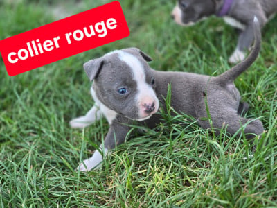 Les chiots de American Staffordshire Terrier
