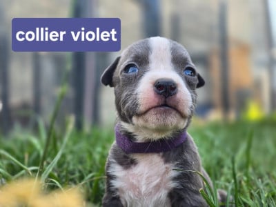 Les chiots de American Staffordshire Terrier