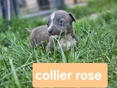 Les chiots de American Staffordshire Terrier