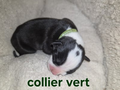Les chiots de American Staffordshire Terrier