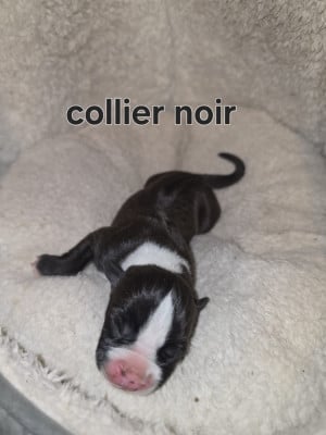 Les chiots de American Staffordshire Terrier