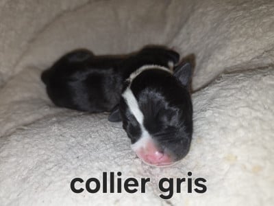 Les chiots de American Staffordshire Terrier