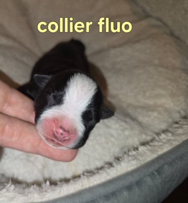 Les chiots de American Staffordshire Terrier