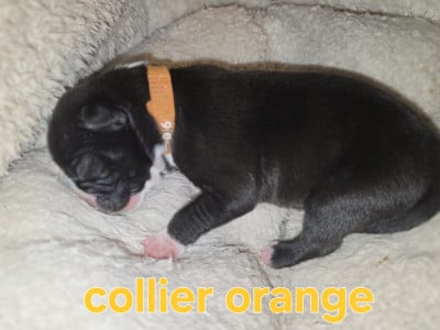 Les chiots de American Staffordshire Terrier
