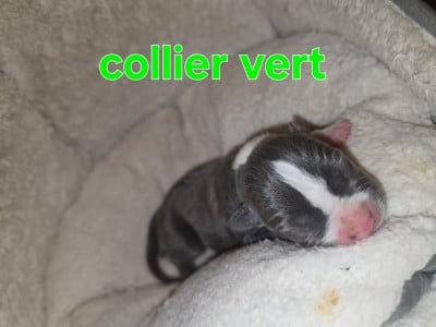 Les chiots de American Staffordshire Terrier