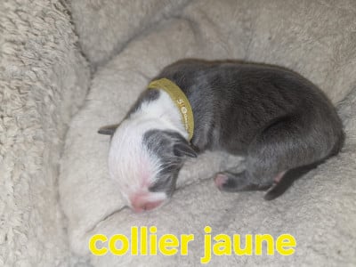 Les chiots de American Staffordshire Terrier