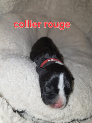 Les chiots de American Staffordshire Terrier