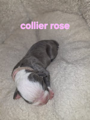 Les chiots de American Staffordshire Terrier