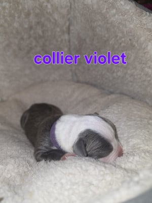 Les chiots de American Staffordshire Terrier