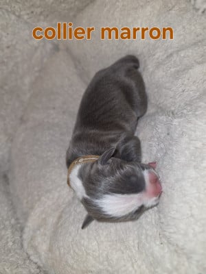 Les chiots de American Staffordshire Terrier