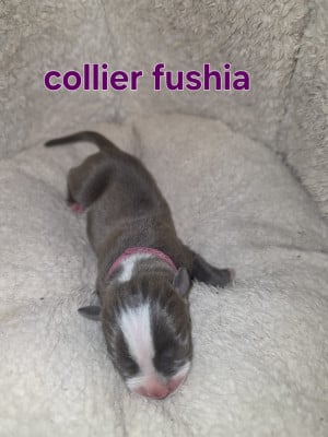 Les chiots de American Staffordshire Terrier