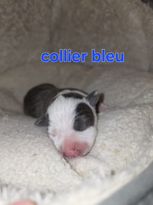 Les chiots de American Staffordshire Terrier