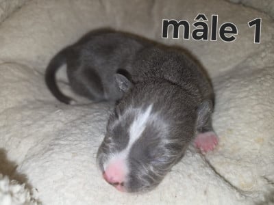 American Staffordshire Terrier