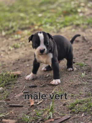 Les chiots de American Staffordshire Terrier