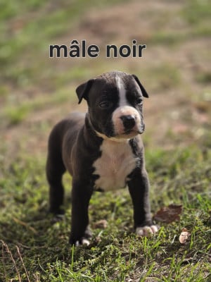 Les chiots de American Staffordshire Terrier